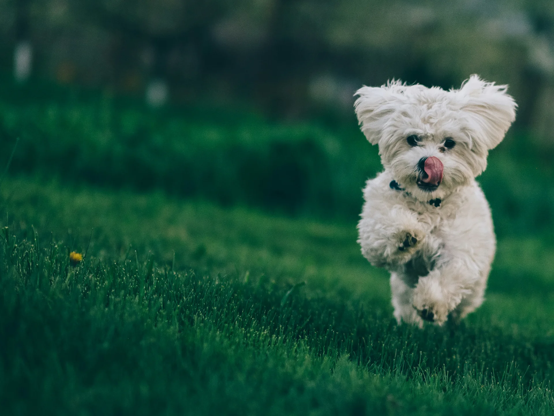 VIE.PET fresh food for Val de Vie dogs